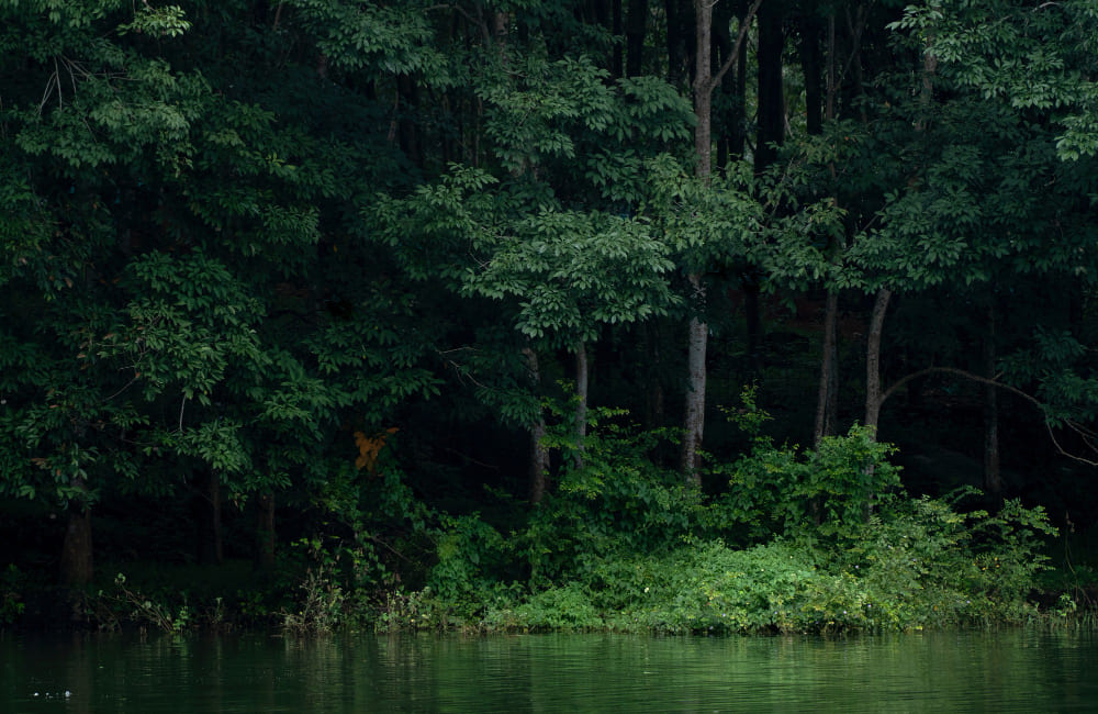 Kerala jungle